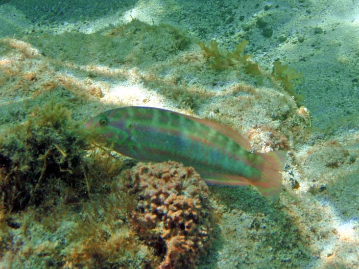 Slippery Dick