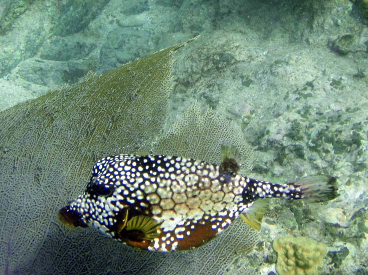 Smooth Trunkfish-2