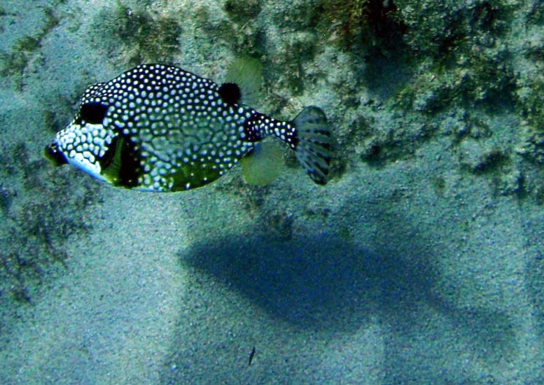 Smooth Trunkfish