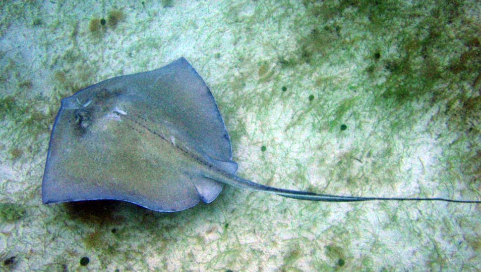 Southern Stingray-2