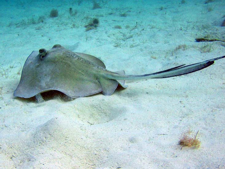 Southern Stingray-3