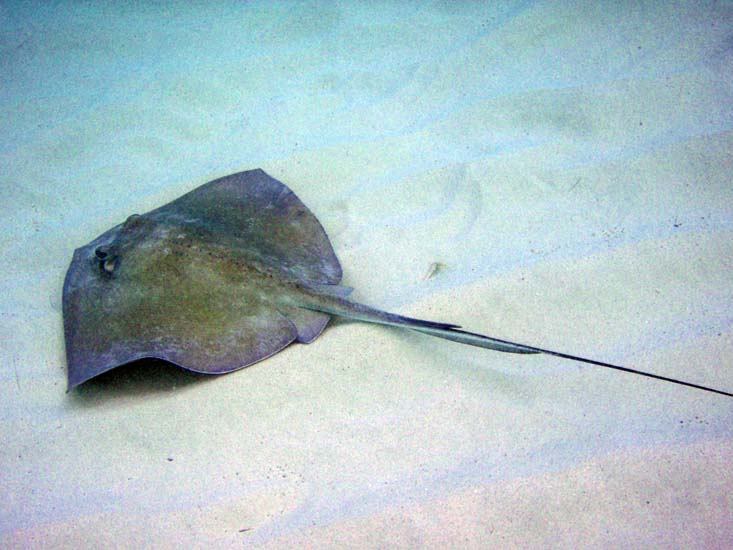 Southern Stingray-4