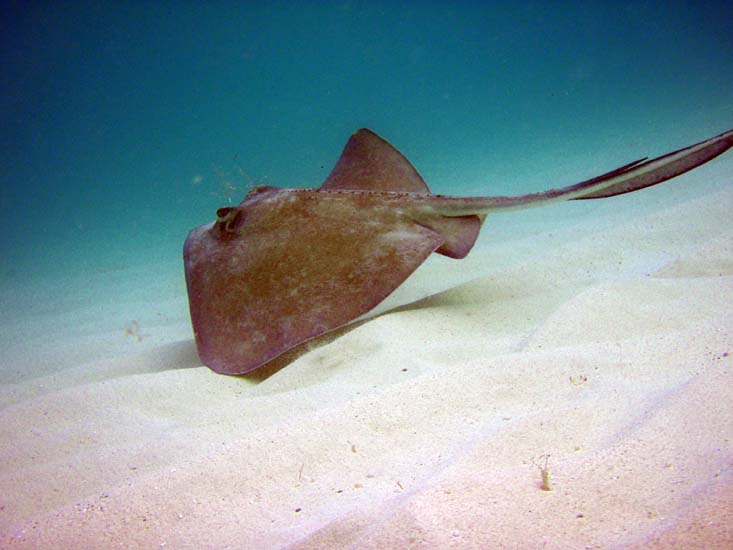 Southern Stingray-5