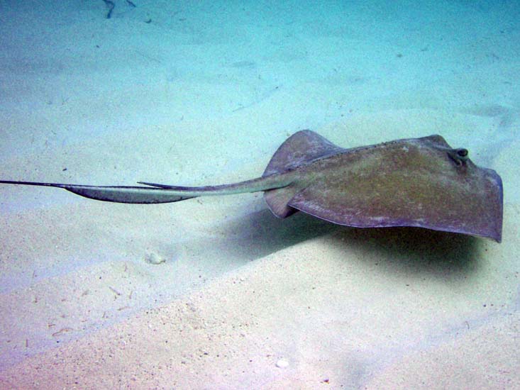 Southern Stingray-6