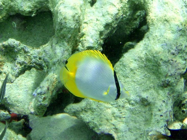 Spotfin Butterflyfish