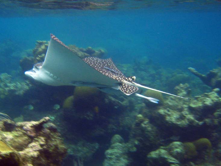 Spotted Eagle Ray-2