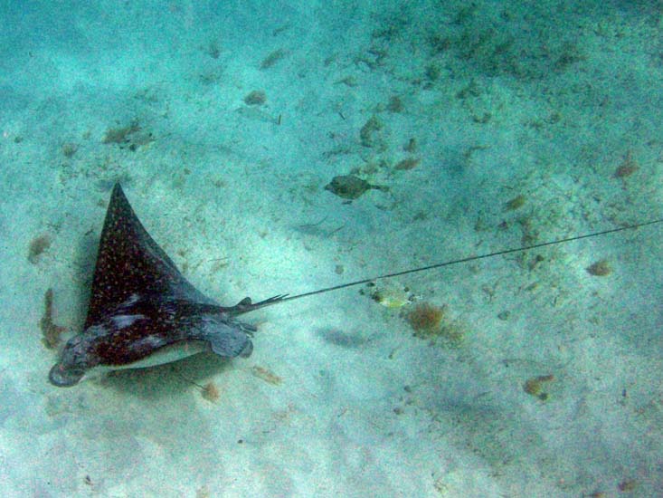 Spotted Eagle Ray-3