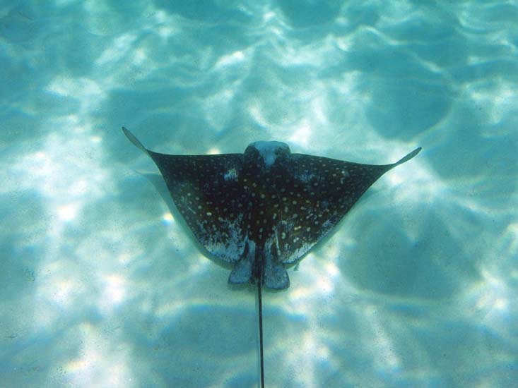 Spotted Eagle Ray-5