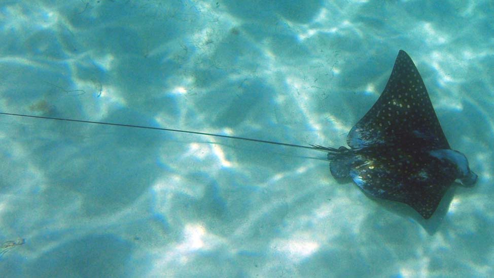 Spotted Eagle Ray-6