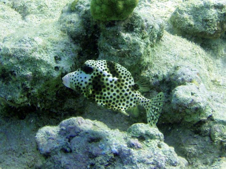 Spotted Trunkfish-2