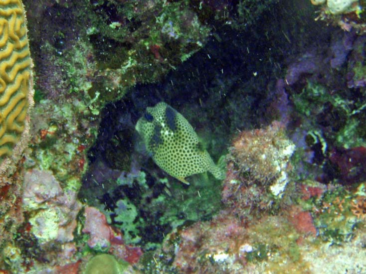 Spotted Trunkfish