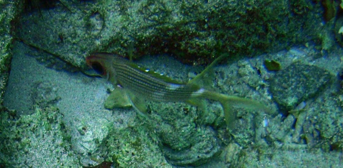 Squirrelfish