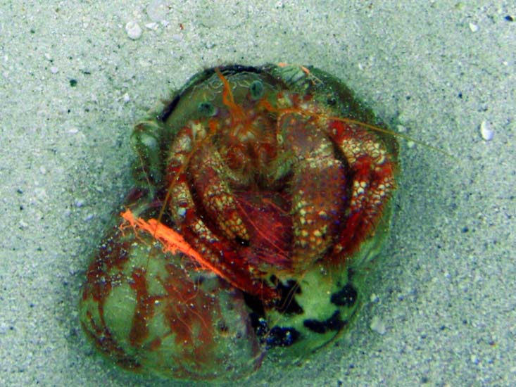 Stareye Hermit Crab