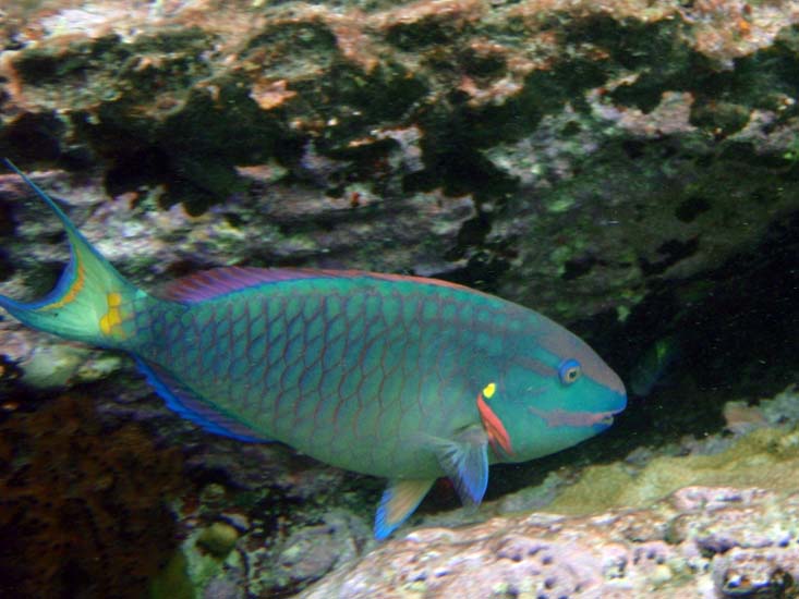 Stoplight Parrotfish