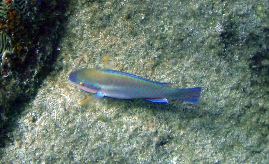 Striped Parrotfish