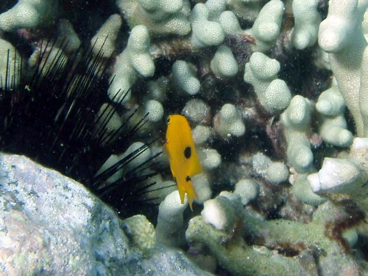 Threespot Damselfish Juv