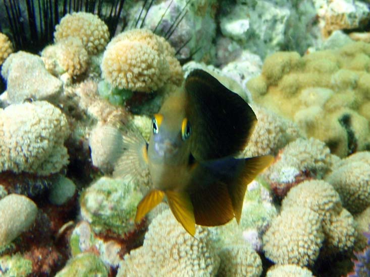 Threespot Damselfish