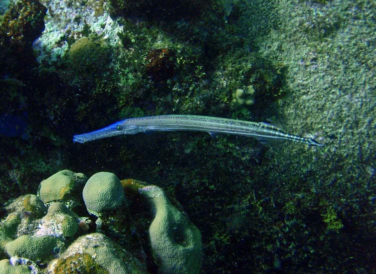 Trumpetfish (Blue phase)