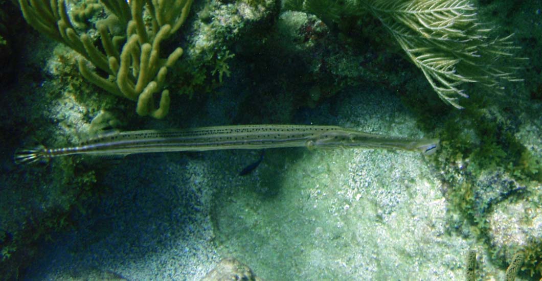 Trumpetfish (Silver Phase)