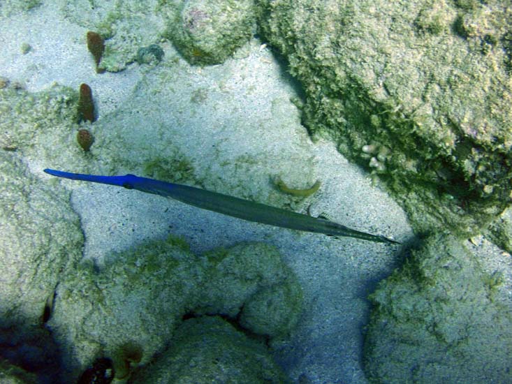 Trumpetfish Blue Phase