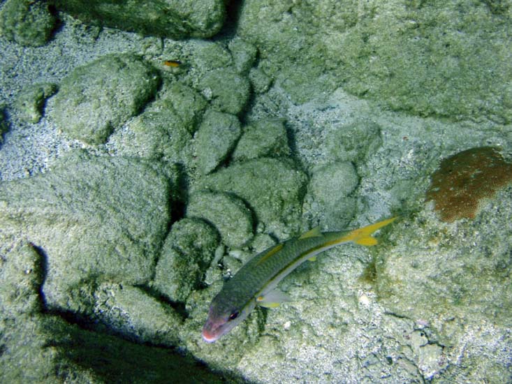 Yellow Goatfish