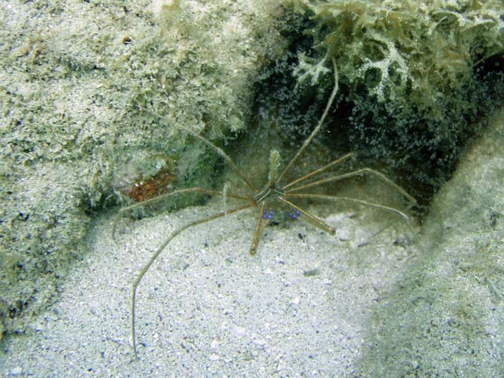 Yellowline Arrow Crab-2