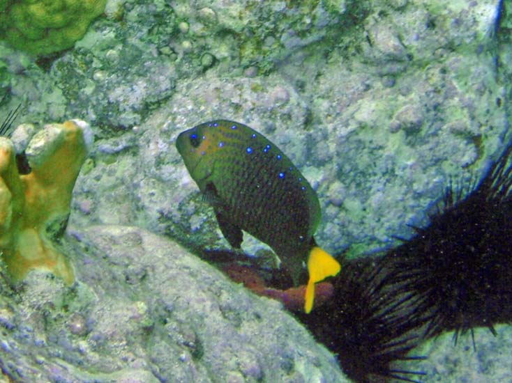 Yellowtail Damselfish Fem