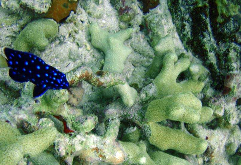 Yellowtail Damselfish Juv