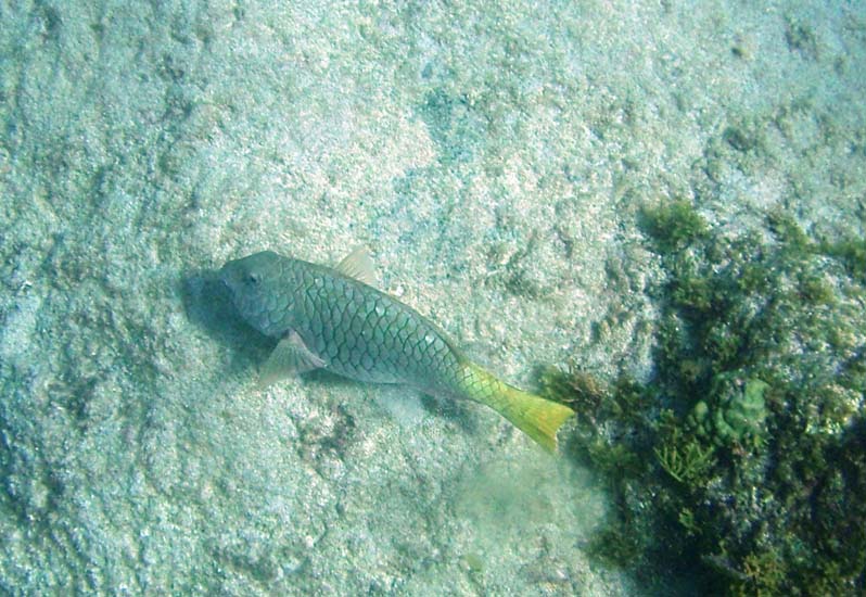 Yellowtail Parrotfish