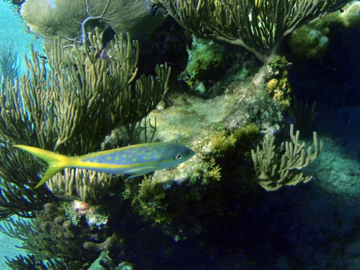 Yellowtail Snapper-2