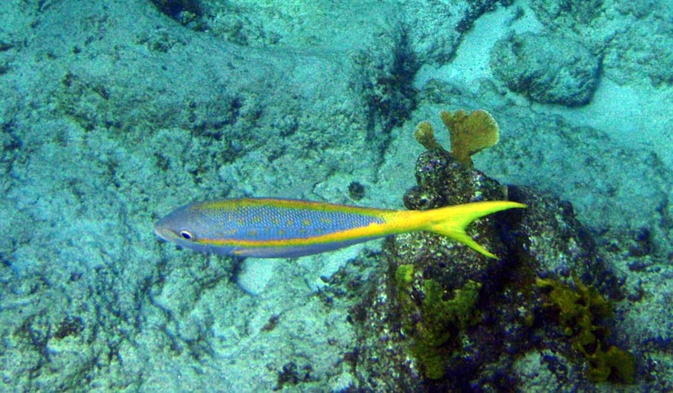 Yellowtail Snapper