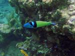 Bluehead Wrasse