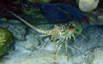 Caribbean Spiny Lobster