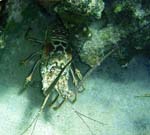 Carrean Spiny Lobster