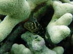 Chain Moray Eel