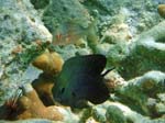 Cocoa Damselfish