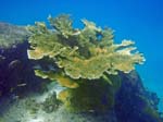 Elkhorn Coral-2