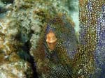 Flamingo Tongue