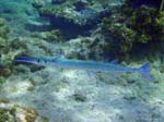 Flat Needlefish