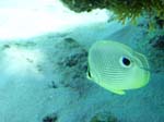 Foureye Butterflyfish-2