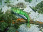 Green Razorfish