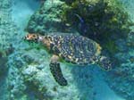 Hawksbill Turtle