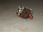 Land Hermit Crab-2