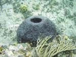 Loggerhead Sponge