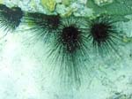 Long Spine Urchin