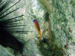 Longfin Damselfish Juv-2