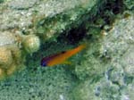 Longfin Damselfish Juv