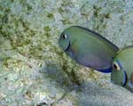 Ocean Surgeonfish