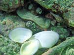 Octopus, Caribbean Reef