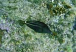 Orage Spotted Filefish